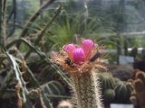 2009 Flora 044.JPG
